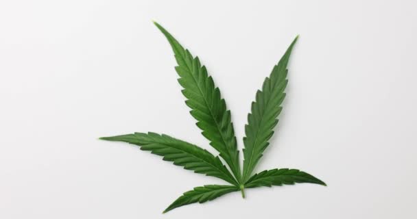 Green Cannabis Foliage Laboratory Component Testing Preparation Analysis Psycho Drug — Stock Video