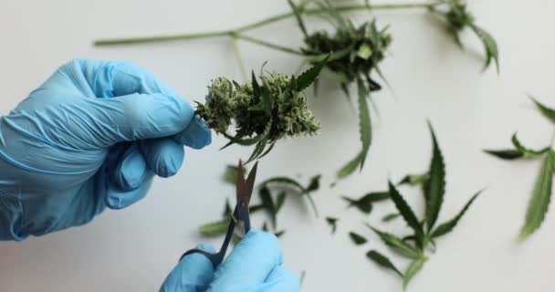 Laboratorium Wetenschapper Snijden Bladeren Van Psychoactieve Cannabis Moderne Premisse Specialist — Stockvideo