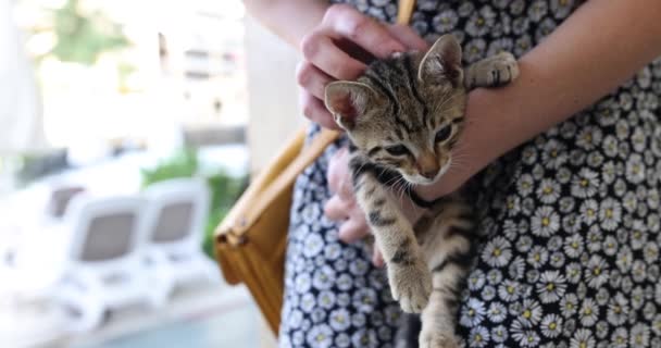 Žena Drží Malé Koťátko Náručí Hladí Rozmazaném Pozadí Hotelové Zóny — Stock video