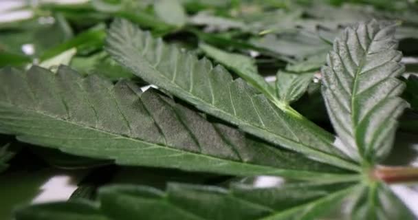 Zielone Liście Marihuany Białym Stole Laboratorium Badanie Substancji Psychoaktywnych Roślinach — Wideo stockowe