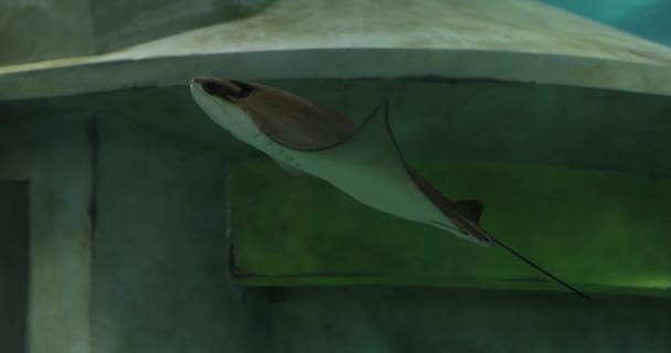 Stingray는 지느러미가있는 움직임으로 바다를 이동합니다 장기를 카르타고 물고기 — 비디오