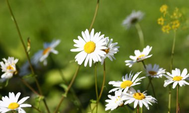 Papatya çayır üzerinde yeşil yaz arka plan alanında yetişen