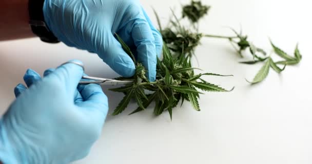 Rukávy Rukavicích Krájejí Marihuanové Listy Suchých Pupenů Květenství Nůžkami Legální — Stock video