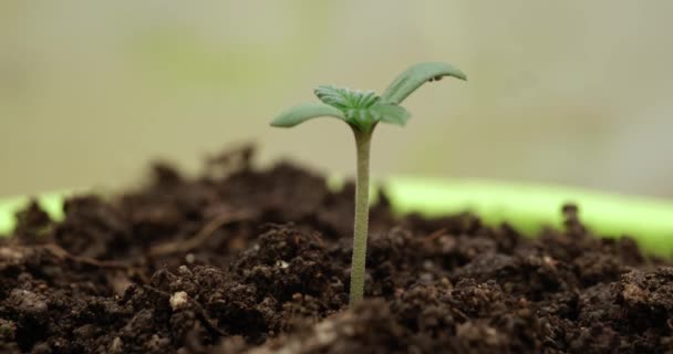 小さな緑色のマリファナの芽はポットのクローズアップで成長します 植物の始まりと成長 — ストック動画