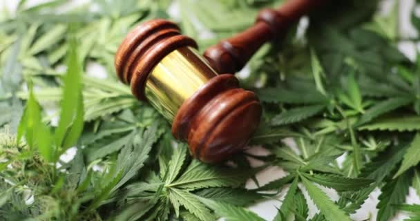 裁判官と新鮮なマリファナの葉の木製のタケル 精神活性大麻植物の違法栽培と薬物の分布 — ストック動画