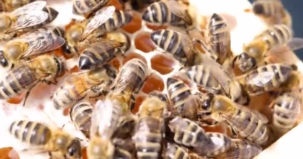 Mikroobraz Pszczół Robotniczych Komórkach Miodu Pszczoła Plastrach Miodu Pszczelarstwie — Wideo stockowe