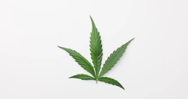 Feuilles Cannabis Vert Pour Analyse Chimique Laboratoire Préparation Analyse Psycho — Video