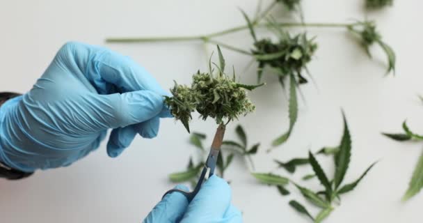 Laboratory Chemist Cuts Leaves Psychoactive Cannabis Table Light Premise Expert — Stock Video