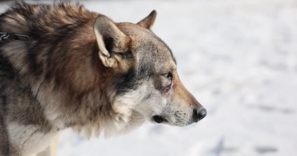Kalme Getemde Wolf Kijkt Opzij Tegen Sneeuw Het Winterseizoen Wild — Stockvideo