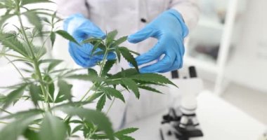 Laboratuvar bilim adamı uyuşturucu testi için marihuana yaprakları kesiyor. Özel laboratuvarda yavaş çekimde uyuşturucu üretimi için psikoaktif yeşil bitki çalılığı