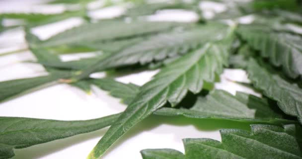 Długie Bujne Liście Marihuany Rzucane Stół Laboratorium Badania Składników Leków — Wideo stockowe