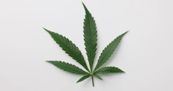 Hojas Cannabis Verde Aisladas Sobre Fondo Blanco Cultivo Marihuana Medicinal — Vídeos de Stock