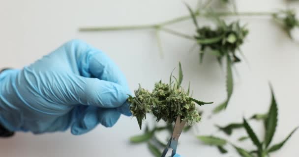 Growing Marijuana Plants Trimming Leaves Scissors Medical Cannabis Lab — Stock Video