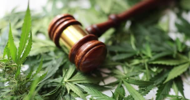 Cannabis Blatt Oder Marihuana Blatt Mit Richtergabel Rechts Und Justizkonzept — Stockvideo