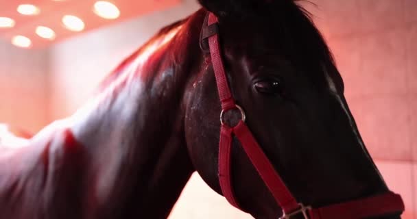 Cavalo Sob Lâmpada Infravermelha Belo Cavalo Preto Sob Uma Lâmpada — Vídeo de Stock