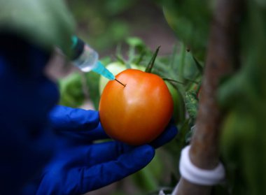 Çiçekli yiyeceklerde kullanılan böcek ilaçlarına odaklan. Gmo bilim adamının kırmızı domateslere sıvı şırınga batıran eldivenli kolu. Genetik olarak değiştirilmiş sebze konsepti. Bulanık arkaplan