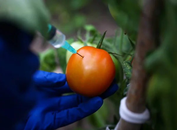 Çiçekli Yiyeceklerde Kullanılan Böcek Ilaçlarına Odaklan Gmo Bilim Adamının Kırmızı — Stok fotoğraf