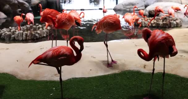 Прекрасні Рожеві Фламінго Стоять Озері Зоопарку Рожеве Фламінго Цікаві Факти — стокове відео