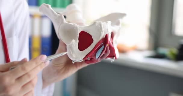 女性骨盤のレイアウトを示す医師婦人科医 筋肉閉鎖 骨盤骨の痛みは診断と治療を引き起こす — ストック動画
