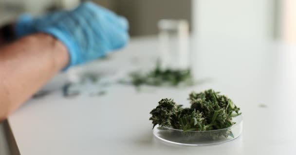 Marihuánanövények Termesztése Kannabiszbimbót Kutató Tudós Kannabisz Előnyei Ártalmai — Stock videók