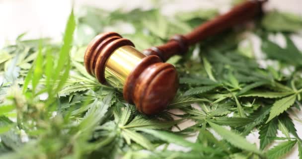 Judge Gavel Hemp Leaves Concept Prohibition Marijuana Legalization Criminal Liability — Stock Video