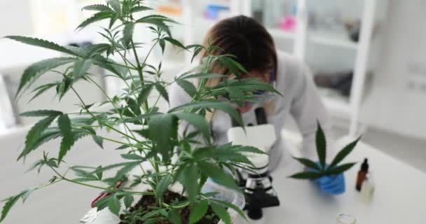 生机勃勃的绿色植物灌木 生产药物站在桌子上 研究人员在显微镜下检查大麻叶进行药物测试 — 图库视频影像