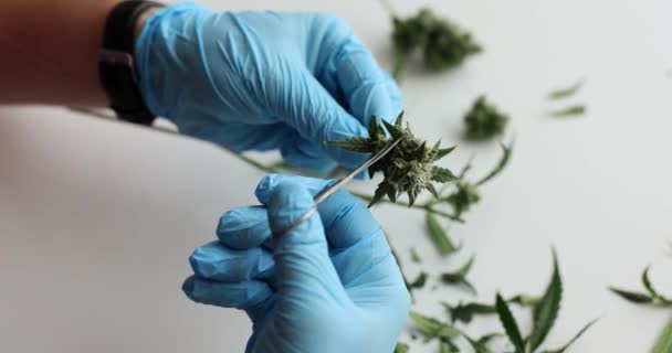 Chimico Laboratorio Taglia Foglie Cannabis Psicoattive Tavolo Frontale Illuminato Gli — Video Stock