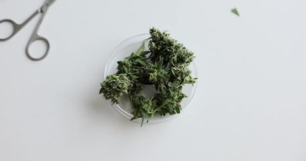 Corte Las Hojas Cannabis Psicoactivo Placa Petri Mesa Laboratorio Para — Vídeos de Stock