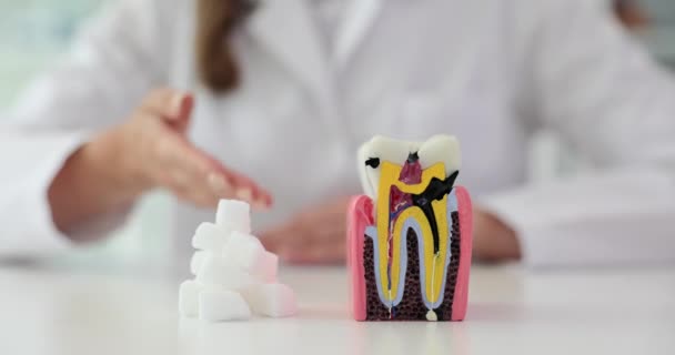 白いコートの女性医師は 講演しながら歯のプラスチックモデルの近くに横たわる砂糖キューブのヒープを示しています 歯への砂糖害 — ストック動画