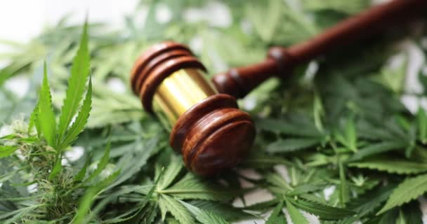 法官用白色表面的一堆堆绿色大麻叶制成的木槌 大麻消费概念的法律规制 使毒品合法化的想法 — 图库视频影像