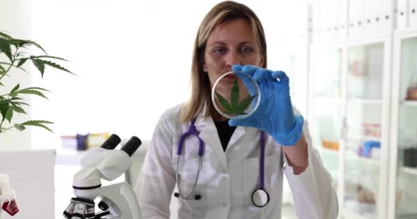 研究新鲜大麻叶外观的女实验室科学家在培养皿中放置了大麻叶 橡胶手套实验室工作人员研究药物的危害 — 图库视频影像