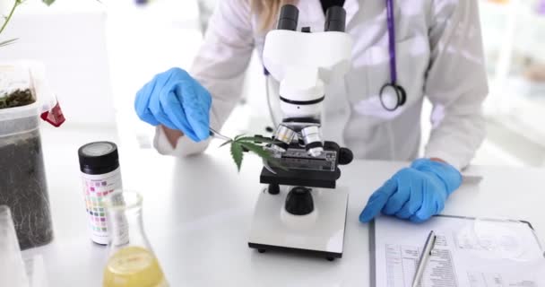 Επιστήμονας Καθορίζει Φύλλα Κάνναβης Για Εξετάσει Δείγμα Ψυχοδραστικών Φυτών Ερευνητής — Αρχείο Βίντεο