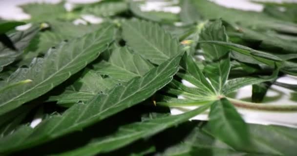 Świeże Liście Marihuany Badań Laboratorium Klinicznym Badanie Psychoaktywnego Składnika Leku — Wideo stockowe