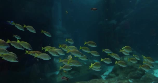 Korallenriff Mit Fischen Die Felsen Umgeben Die Auf Dem Meeresboden — Stockvideo