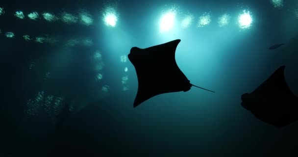 Podvodní Natáčení Tropické Přírody Osvětleném Mořském Dně Iluminated Oceanarium Full — Stock video