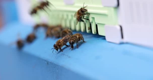Méhek Bemásznak Kaptárbejáraton Homályos Háttérrel Fogalom Repülő Rovarok Megfigyelő Lények — Stock videók