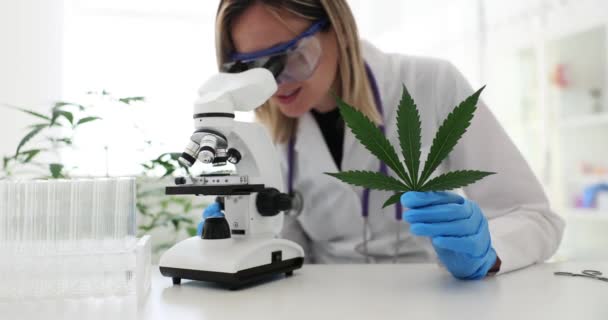 Científico Investigador Mira Microscopio Sostiene Hoja Marihuana Investigación Temprana Sobre — Vídeos de Stock