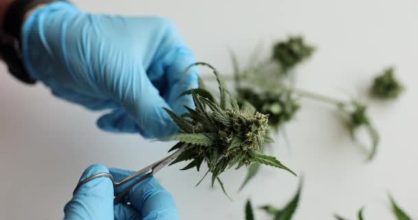 Kezek Ollóval Frissen Szedett Kannabiszbimbó Leveleinek Vágásával Marihuána Nedves Vágás — Stock videók