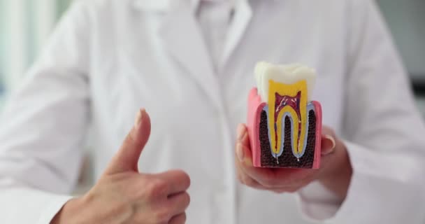 Dokter Gigi Memegang Gigi Yang Sehat Dan Menunjukkan Jempol Atas — Stok Video