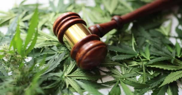 Yargıç Tokmak Yeşil Marihuana Yakın Çekim Yapıyor Yasadışı Marihuana Kaçakçılığı — Stok video