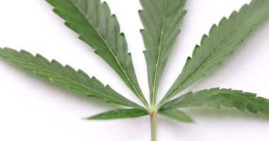 Beyaz arka planda yeşil kenevir yaprağı yakın plan. Kenevir yaprakları tetrahydrocannabinol ve diğer kanabinoidleri içerir.