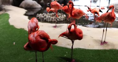 Kırmızı ve pembe flamingo sürüsü. Flamingiforme 'lardan gelen kuş türleri