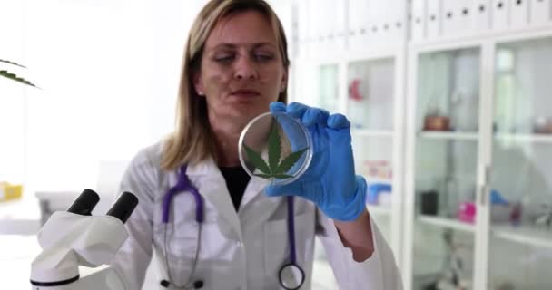 Scientist Doctor Holds Marijuana Leaf Petri Glass Showing Cannabis Leaf — Stock Video