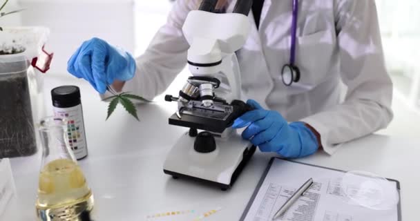 Ερευνητής Εξετάζει Μικροσκόπιο Και Κρατάει Φύλλα Μαριχουάνας Έρευνα Για Την — Αρχείο Βίντεο