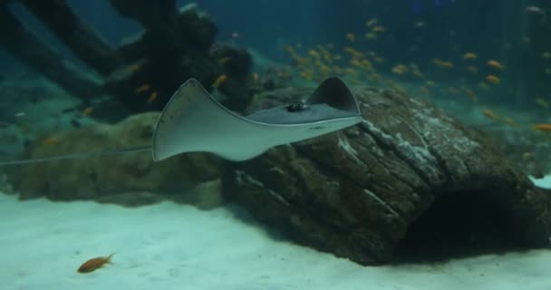 Stingray Pływa Tropikalnych Wodach Lub Ogromnym Akwarium Świat Morski — Wideo stockowe