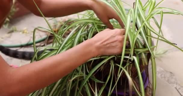 雌性手在花盆中从植物上拔出干叶子 密闭了4K膜慢动作 家庭植物护理概念 — 图库视频影像
