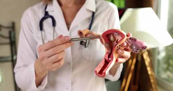 Professor Showing Artificial Model Uterus Ovaries Medical University Closeup Movie — Video Stock