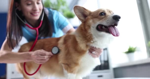医者は獣医クリニックで犬を検査する 犬の心臓病 — ストック動画