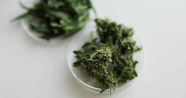 Primer Plano Del Brote Marihuana Placa Petri Cannabis Medicinal — Vídeo de stock