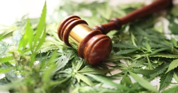 Judge Gavel Hemp Leaves Court Prohibition Marijuana Legalization Criminal Liability — Stock Video
